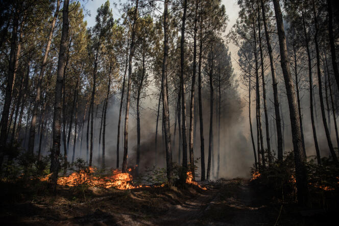 View of the forest of Landiras, in Gironde, where violent fires are spreading, on July 17, 2022