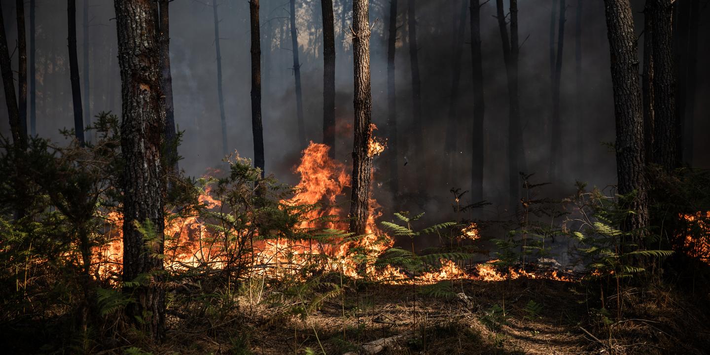 Feu stabilisé, zombie, tactique : le lexique des incendies expliqué