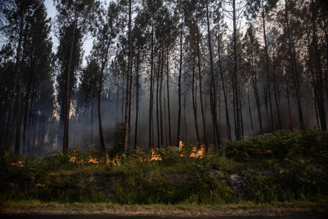 Vedute delle foreste di Landiras, in Gironda, dove si stanno diffondendo violenti incendi, 17 luglio 2022.