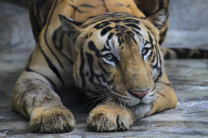 Un tigre real de Bengala descansa en su recinto en el zoológico de Alipore en Kolkata, India, el lunes 29 de julio de 2019. 