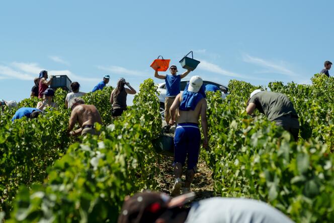 Des vendangeurs de la maison de Champagne Robert Faivre travaillent dans les vignes lors de la premiere journée des vendanges a Curchery, le 20 août 2020.