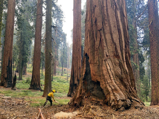 Un bombero limpia la vegetación cerca de una secuoya gigante, en la arboleda Mariposa Grove del Parque Nacional Yosemite, California, Estados Unidos, en julio de 2022. Foto cortesía del Servicio de Parques Nacionales de Estados Unidos.