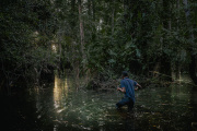 Ovide Emba, étudiant en biologie, dans  les tourbières près de la rivière Ruki, affluent du fleuve Congo.