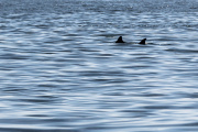 Des dauphins, le 27 juillet 2022. (AP Photo/Julia Nikhinson)