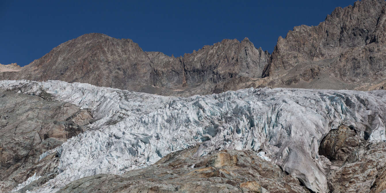 Le génépi des glaciers  Parc national des Ecrins