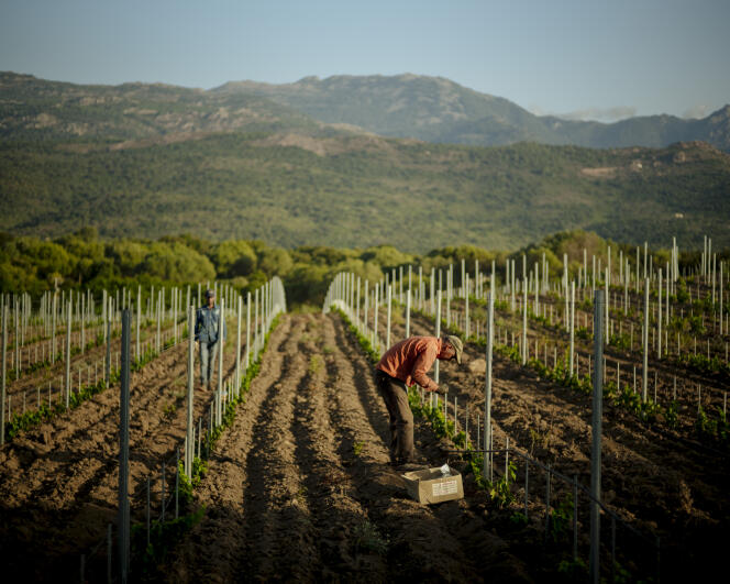 Morad, de 38 años, trabaja en los viñedos de la finca Peretti Della Rocca en Figari, el 27 de julio de 2022, en Corse-du-Sud.
