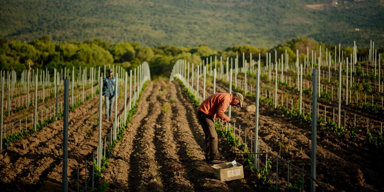 Saisonniers agricoles dans les vignes