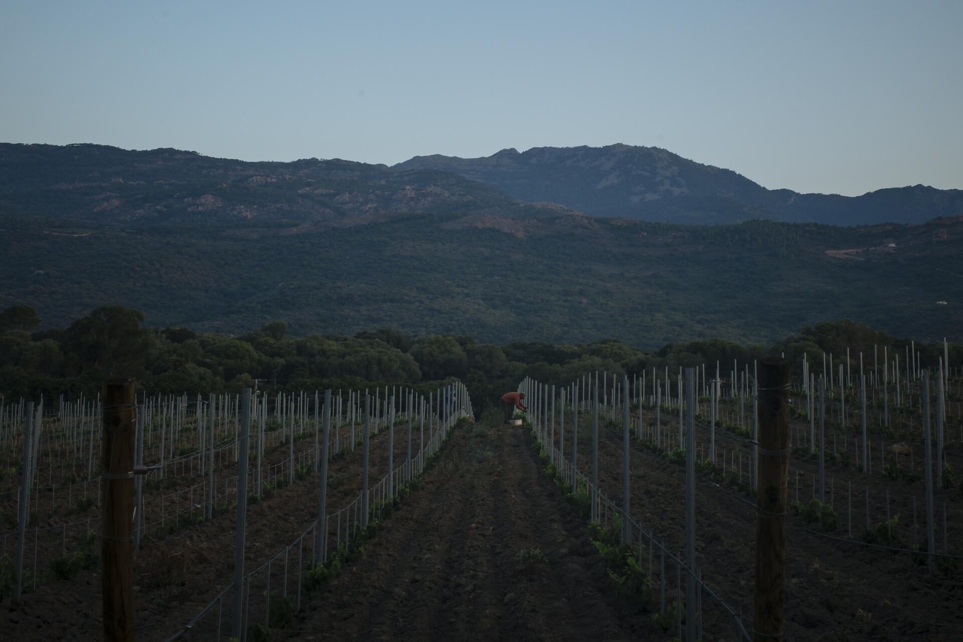 Morad, 38, works in the vineyards of the Peretti della Rocca estate, in Figari (South Corsica), on July 27, 2022.