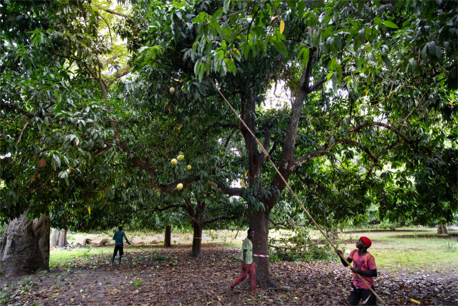  Mango harvesting in Bignona, Lower Casamance, on June 15, 2022.