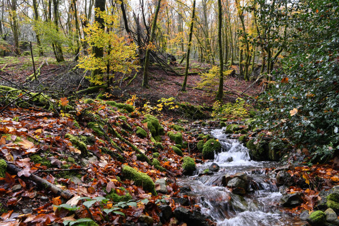 La forêt du mont Beuvray, dans le Morvan, le 4 novembre 2021.