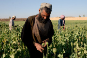 Farmers work on a poppy plantation in a field in Kandahar. April 3, 2022.