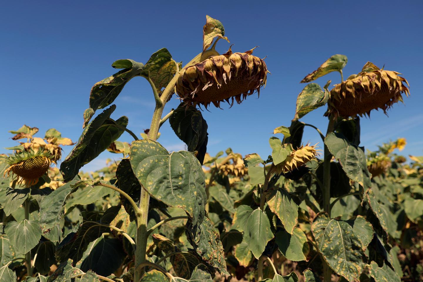 Europe suffered record number of 'extreme heat stress' days in 2023, according to report
