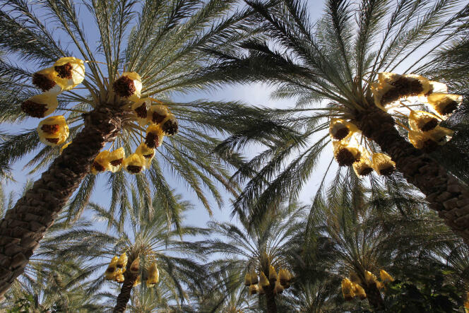 Champ de palmiers dattiers à Tolga, dans la région de Biskra, au sud-est d’Alger. 