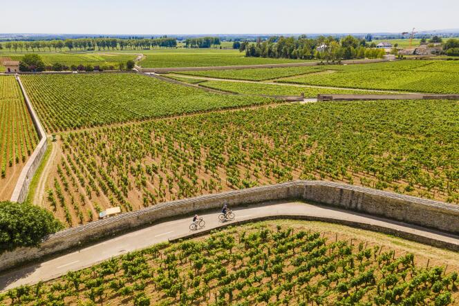 Côte de Beaune vineyard, in Burgundy, on July 14, 2022.