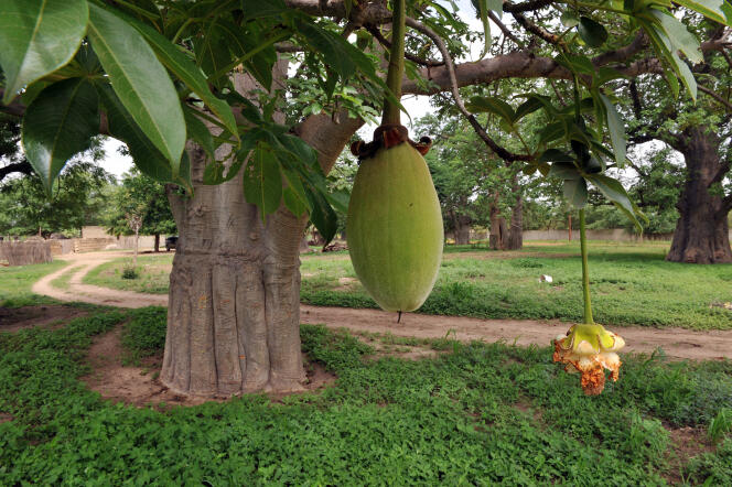 Le « bouye », fruit du baobab, dans le village de Thiawe Thiawe (Sénégal), en juillet 2008.