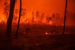 Incendie dans la forêt, près de Belin-Beliet (Gironde), dans la nuit du 11 au 12 août.