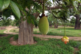 Le fruit du baobab, emblème du Sénégal, un « super-aliment » qui a la cote