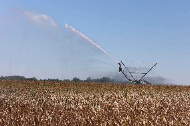 Le maïs hors de portée de l'irrigation est desséché, à Hettenschlag (Haut-Rhin), le 10 août 2022.