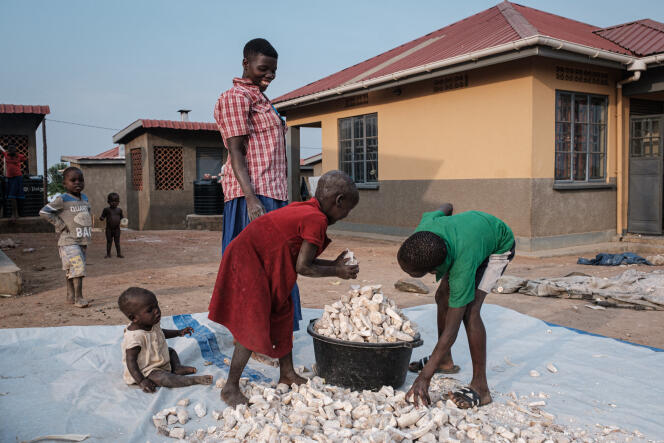 Récolte de racines de manioc dans le village de Kyakaboga, en Ouganda, en janvier 2020. 