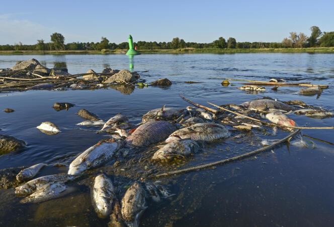 A dead fish floats in the Oder River near Genschmar, eastern Germany, on August 12, 2022.