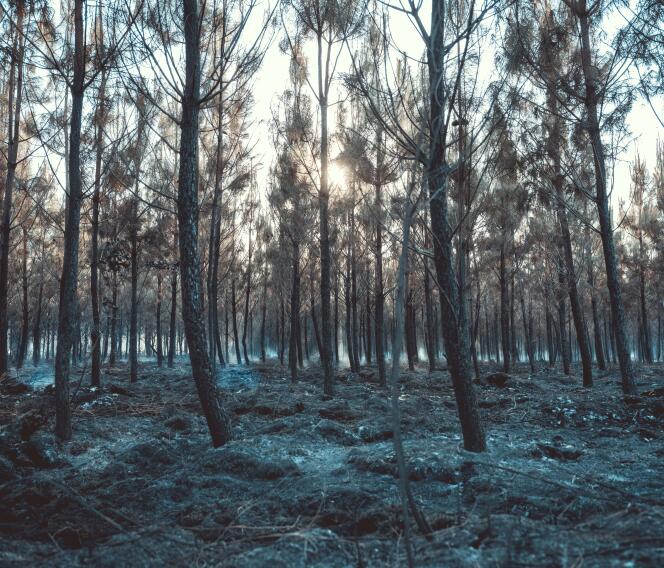 En Louchats (Gironda), el 21 de julio de 2022, el suelo del bosque está cubierto de cenizas tras el incendio y la intervención de los bomberos.