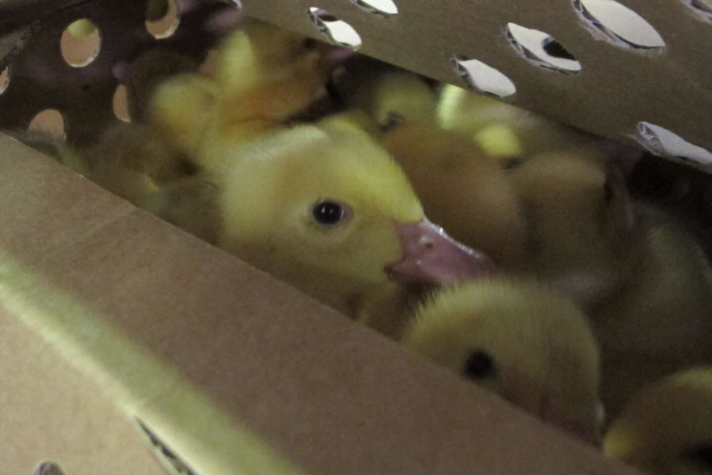 After bird flu, the slow return of ducklings to Peregord Farms