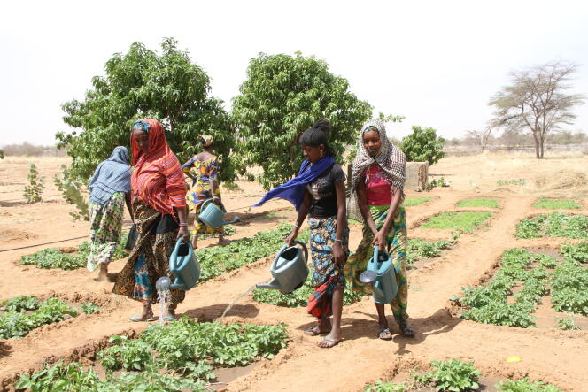 Des jardins nutritifs ont été développés par le progamme Nutrigreen au Sahel.