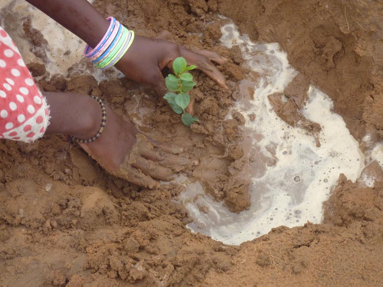 La plantation de jeunes arbres de la Grande Muraille verte.
