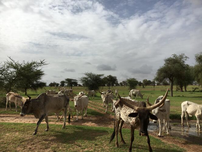 Un troupeau au Sahel.