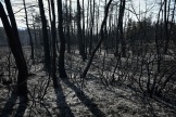 Des arbres brûlés à Mostuéjouls, commune aveyronnaise située dans le parc naturel régional des Grands Causses, le 9 août 2022.