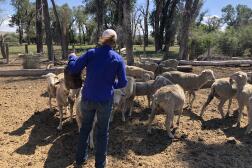Laurie Thoman distribue la nourriture aux moutons près de la Green River 