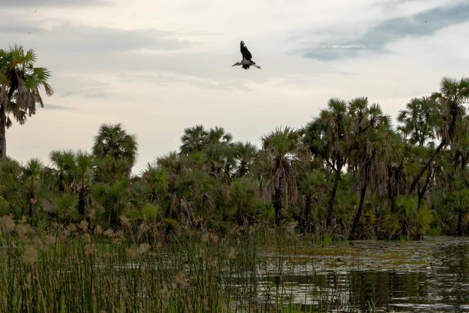 A Nile shoebill, a large wading bird of which only 7,000 individuals remain, flies over the marsh near the Kuernyapuol Islands in northern Jonglei state, South Sudan, in June 2022.