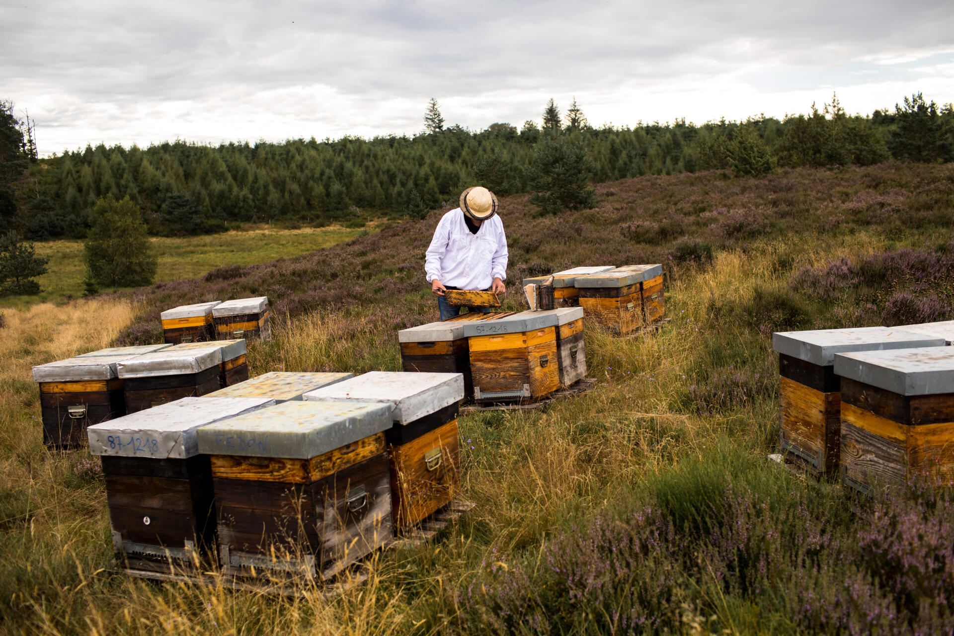 Thierry Fedon, apiculteur, inspecte ses ruches au milieu d'une lande de bruyère callune, à Saint-Merd-les-Oussines (Corrèze), le 29 juillet 2022. 