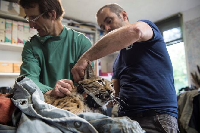 Un membre du Centre Athénas installe un collier GPS sur le cou d’un lynx, avant de relâcher l’animal dans la nature, à L’Etoile (Jura), en mai 2016.