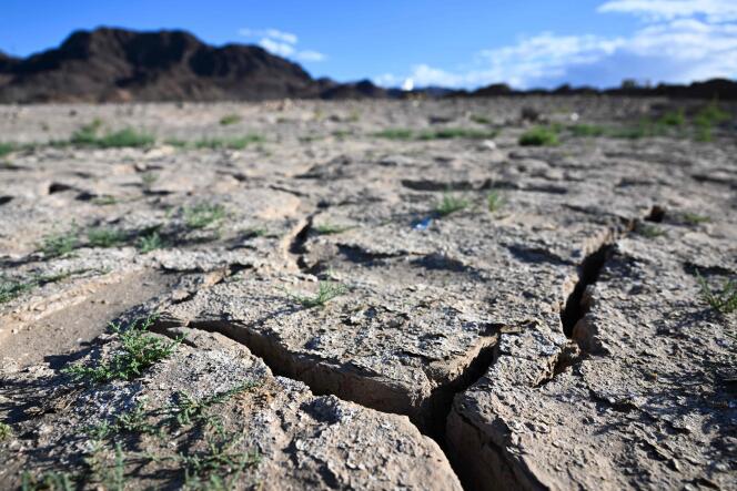 Las plantas crecen en el lecho seco del lago Mead durante una ola de calor que afecta al río Colorado en Boulder City, Nevada, el 28 de junio de 2022.