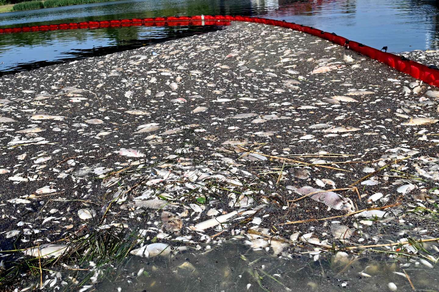 Bijna 100 ton dode vis in de rivier de Oder in Polen, een ecologische ramp zonder verklaring