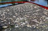 Près de 100 tonnes de poissons morts dans le fleuve Oder en Pologne, un désastre écologique sans explication