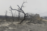 Depuis le début du mois d’août, il y a eu près de 150 incendies en Algérie qui ont détruit des centaines d’hectares de forêts et de taillis.