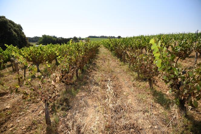 Des vignes dans un vignoble de Restinclières (Hérault), près de Montpellier, le 30 juin 2019.  