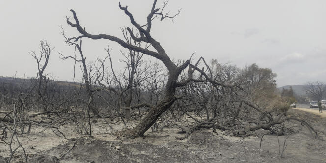 Depuis le début du mois d’août, il y a eu près de 150 incendies en Algérie qui ont détruit des centaines d’hectares de forêts et de taillis.