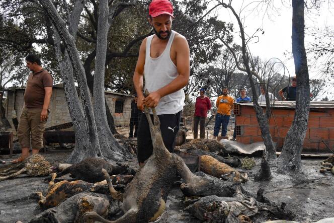El granjero ve el daño de los incendios en sus animales carbonizados.  En la ciudad de el-Tarf, el 18 de agosto de 2022. Los bomberos argelinos combatían hoy una serie de incendios, avivados por la sequía y una ola de calor abrasador, que mataron al menos a 38 personas y dejaron daños a su paso.