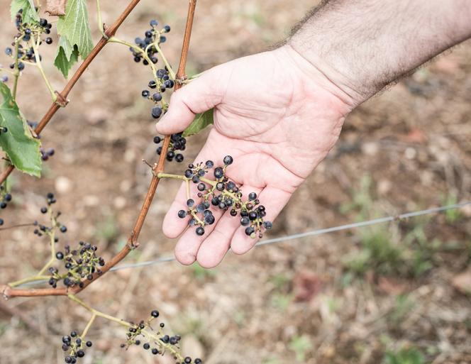 Trop jeunes, les pieds de vigne de Gamaret ont beaucoup souffert de la sécheresse. Au domaine JP Rivière, à Bagnols (Rhône), le 19 août 2022.