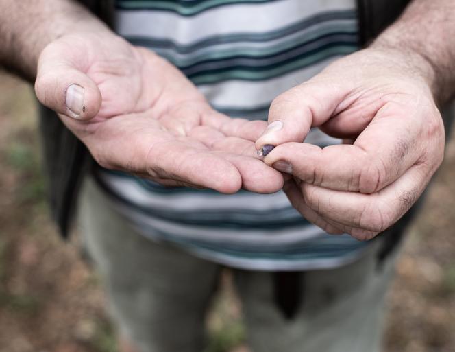 Les raisins de la parcelle de Gamaret ne produiront pas de jus. Au domaine JP Rivière, à Bagnols (Rhône), le 19 août 2022.