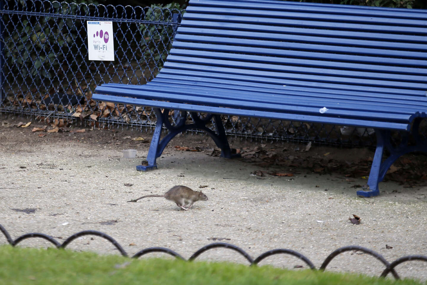 Lutte contre la prolifération des rats à Paris : un combat de