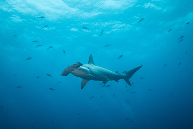 Un tiburón martillo nada en las Islas Galápagos, un archipiélago volcánico en el Océano Pacífico, en febrero de 2021.