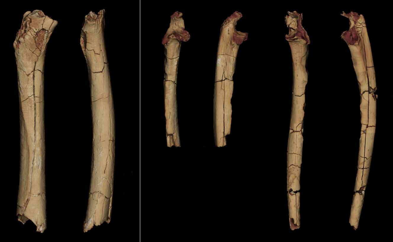 Modèles 3D du matériel postcrânien de « Sahelanthropus tchadensis ». De gauche à droite : le fémur, en vue postérieure et médiane ; les ulnas droit et gauche, en vue antérieure et latérale. Ces restes ont tous été découverts en 2001 par la Mission paléoanthropologique franco-tchadienne (MPFT).