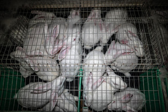 Cette photo a été prise au mois de mai par l’association L214 pour dénoncer un élevage de lapins situé sur la commune de Domalain, en Ille-et-Vilaine. 