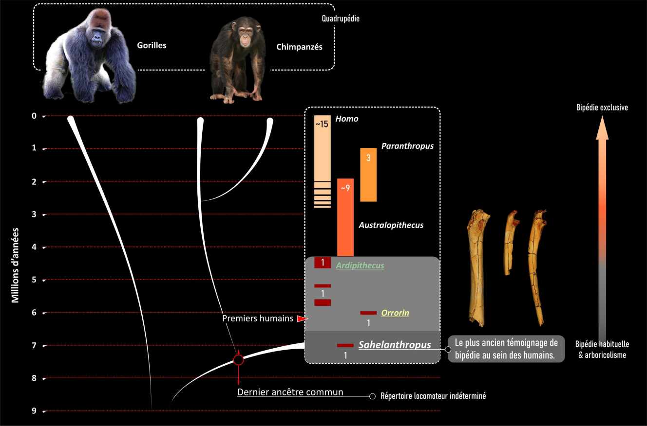 L’humanité s’est séparée du groupe des chimpanzés au cours du Miocène récent, très probablement entre 10 et 7 millions d’années avant aujourd’hui. Cette divergence s’est traduite par des morphologies très distinctes : les os des membres, par exemple, présentent des différences notamment liées à une locomotion quadrupède pour les chimpanzés et une locomotion bipède pour les humains actuels.