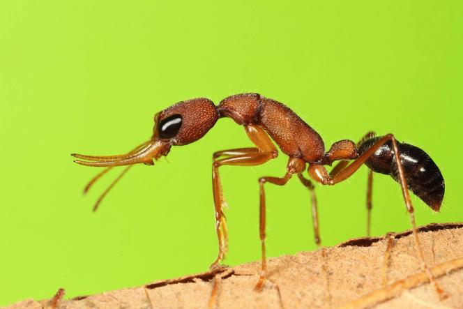 « Harpegnathos saltator », une fourmi sauteuse du Kerala (Inde). 