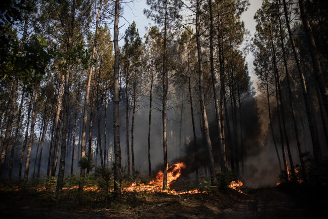 Vues des forêts de Landiras, en Gironde, où de violents incendies se propagent, le 17 juillet 2022.